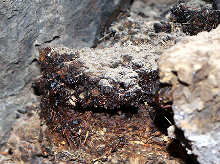 Pure Shilajit: Nature’s Answer to Better Health