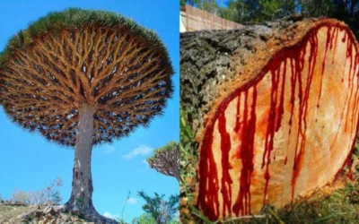 Dragon’s Blood: Ancient Healing Resin with Modern Benefits