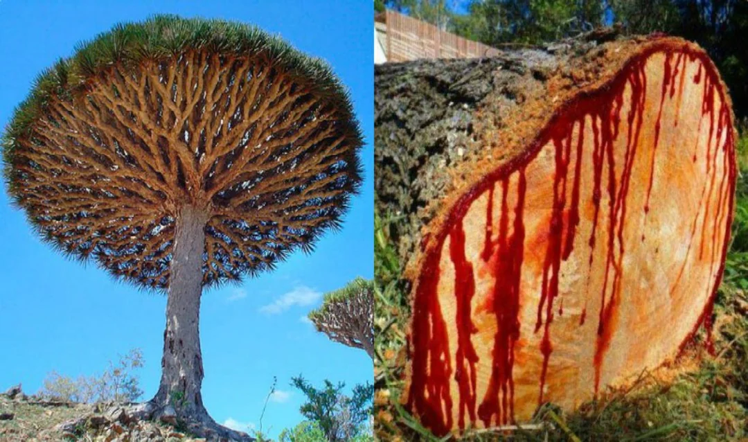 Dragon’s Blood tree (Dracaena) with deep red resin oozing from its bark, known for its powerful healing and medicinal properties