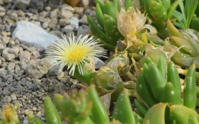 The Healing Power of Sceletium: South Africa’s Ancient Plant Ally for Modern Mental Health