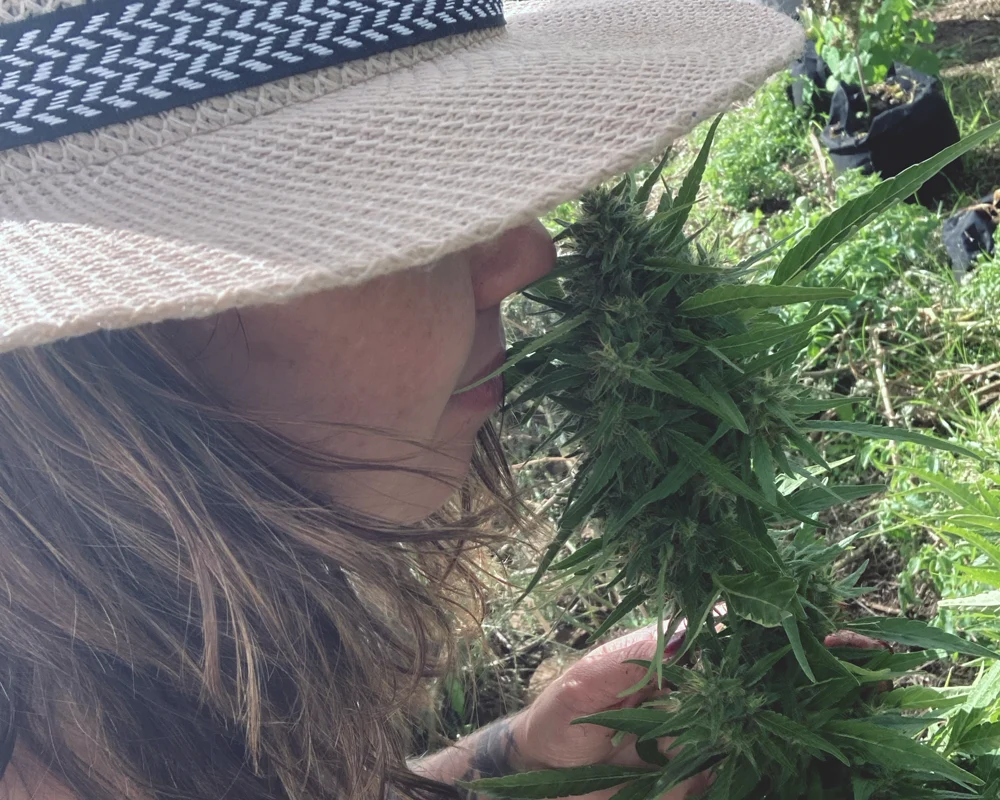 Cannabis 2 Integrating Lessons into Daily Life. Cannabis