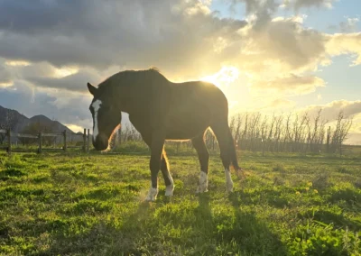 Hillcrest | One of the 3 Horses - A gentle presence—horse healing is a meaningful part of your journey here.