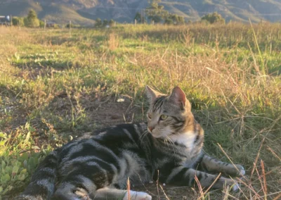 Piet | One of the 4 Cats - One of our beloved animal companions on the farm.