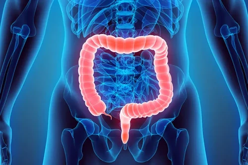 Medical illustration of the human colon highlighting digestive system and the benefits of enemas for colon cleansing and detoxification
